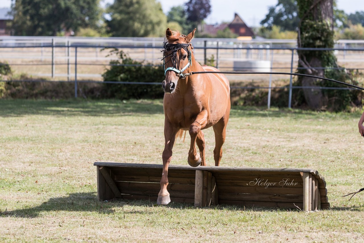 Bild 21 - Pony Akademie Turnier